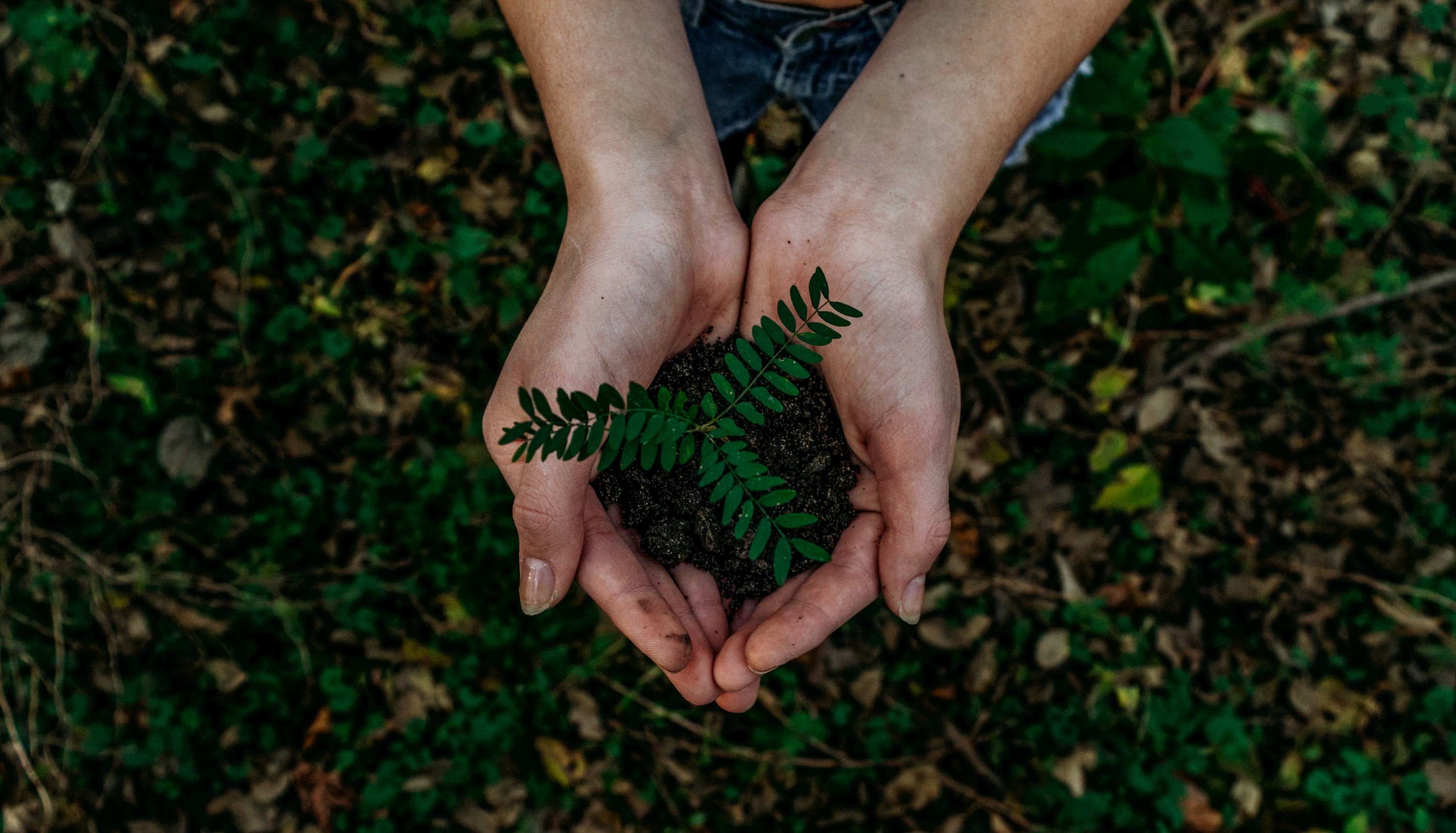 Picture of cupped hands holding dirt and a plant.