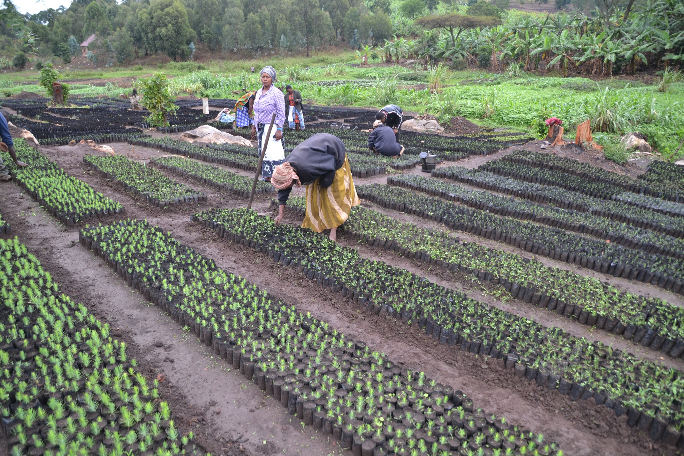 A Tanzanian tree nursery.