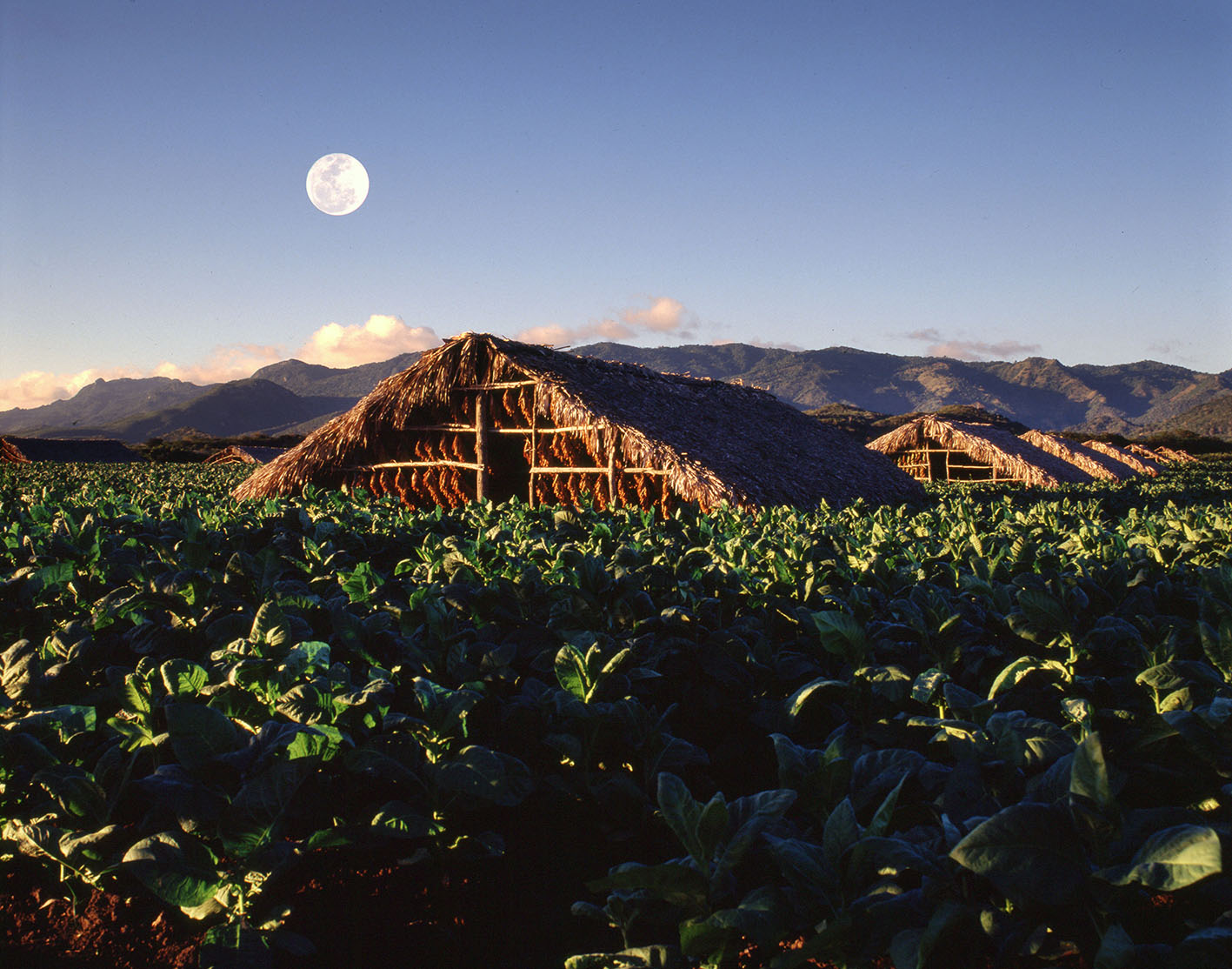 A field of tobacco plants.