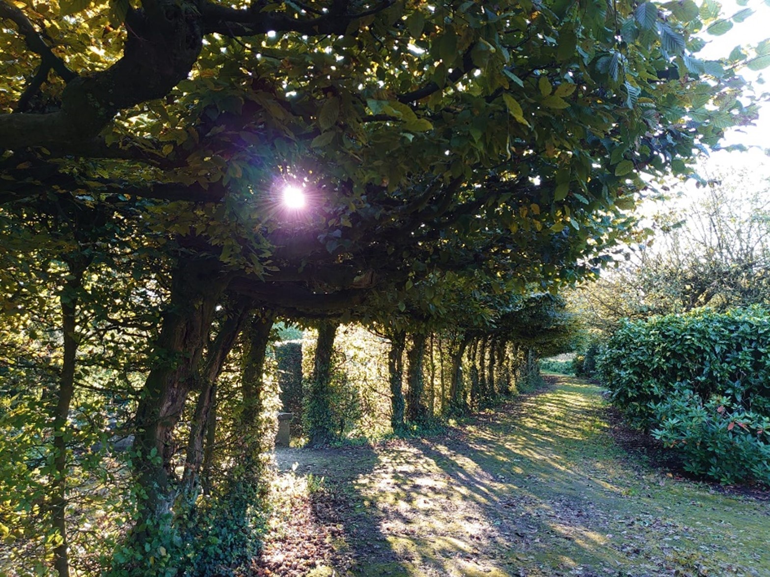 Sunlight shining through trees.