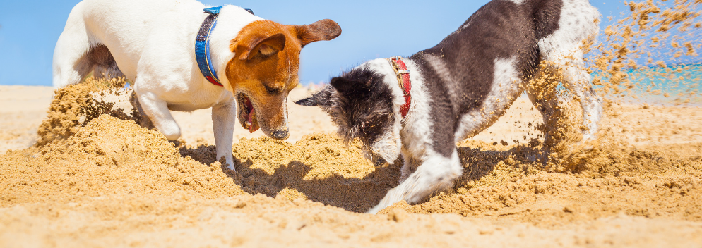 two dogs happily digging a hole in the sand