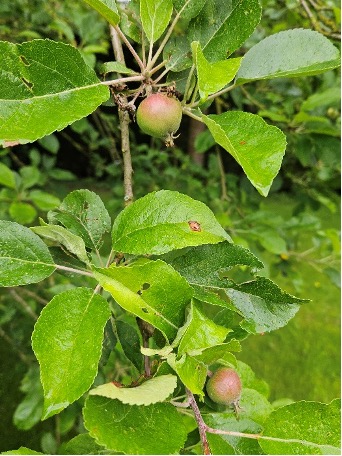 apple tree