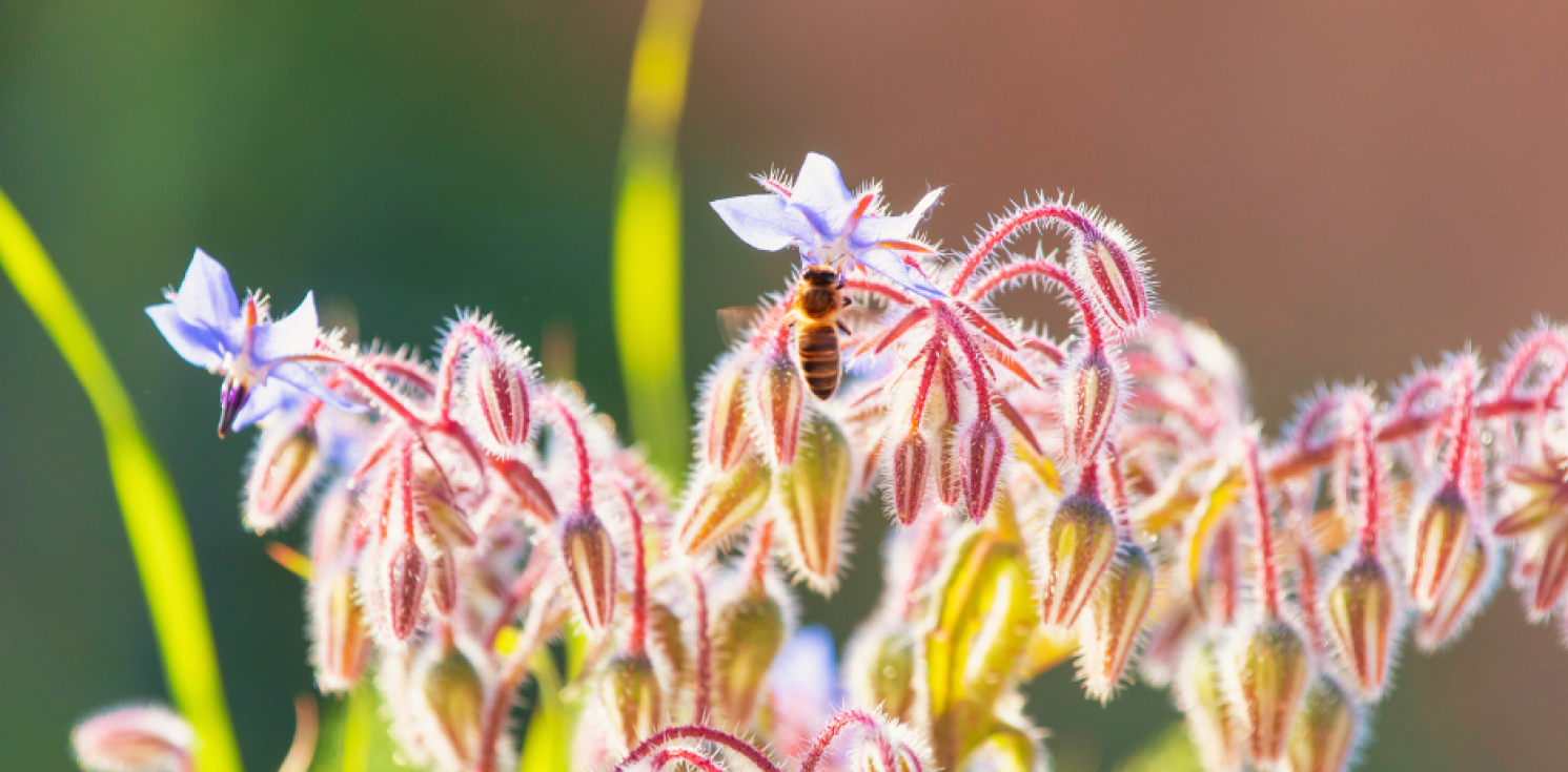 borage and a bee