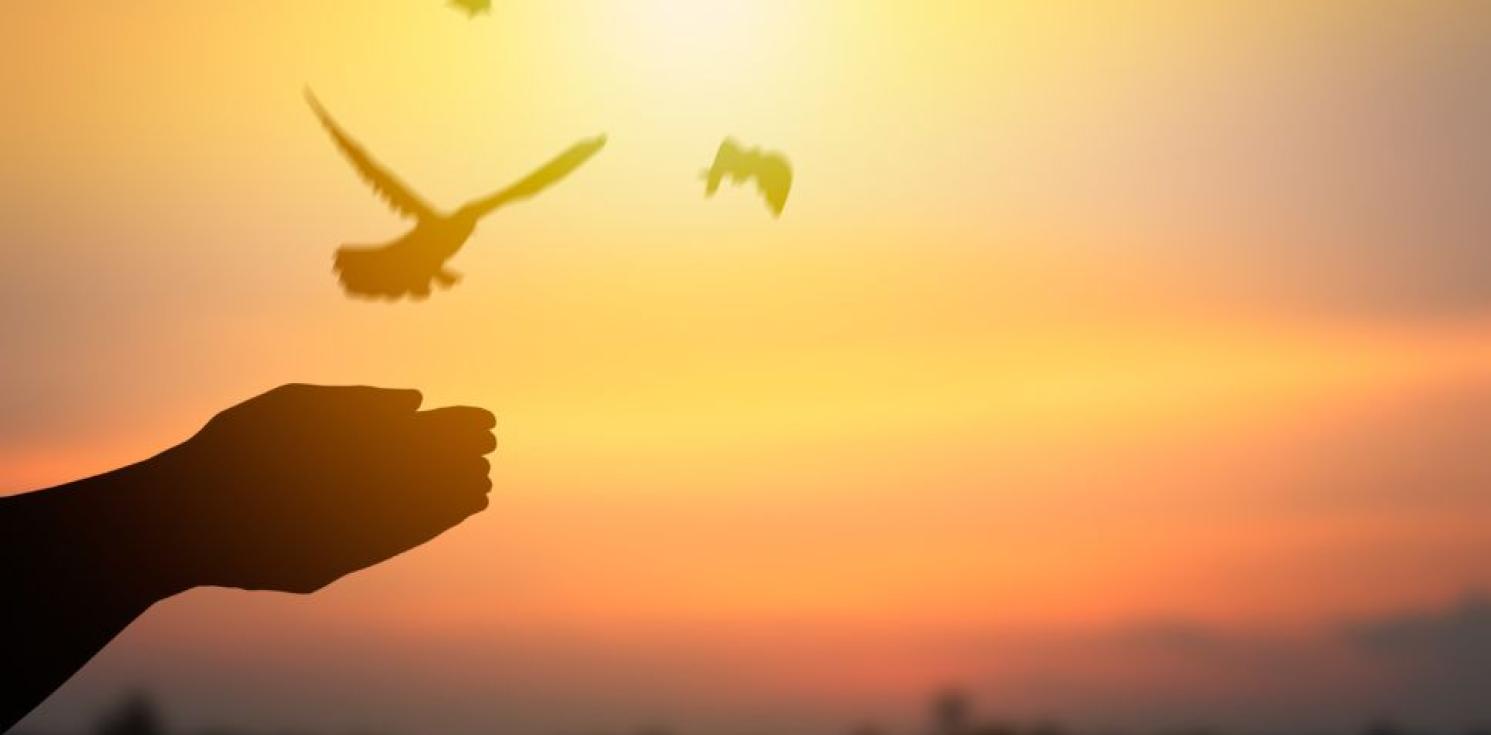 silhouette of praying hands and birds