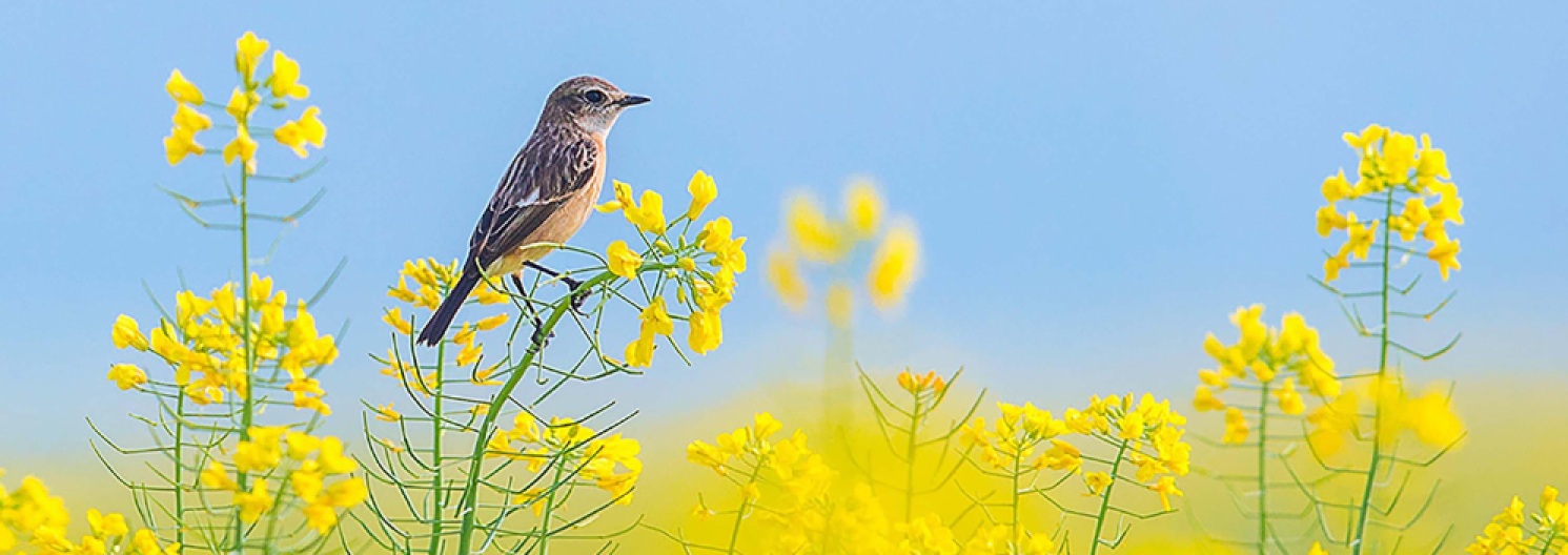 bird on a yellow flower