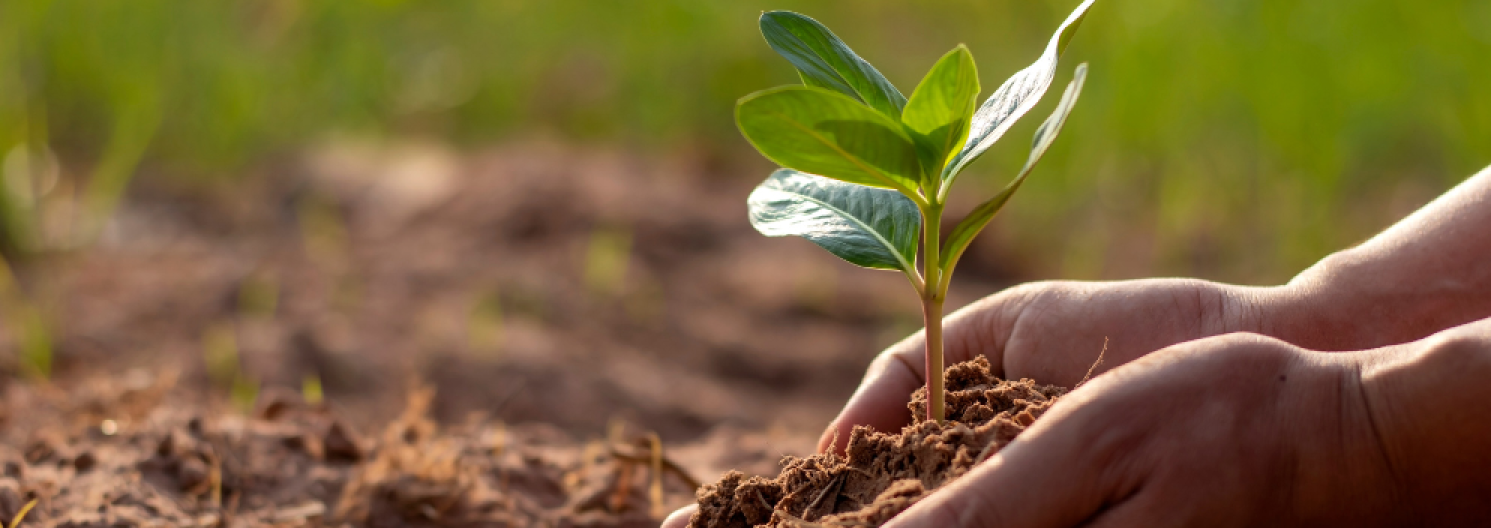 hands hold a growing seed in the soil