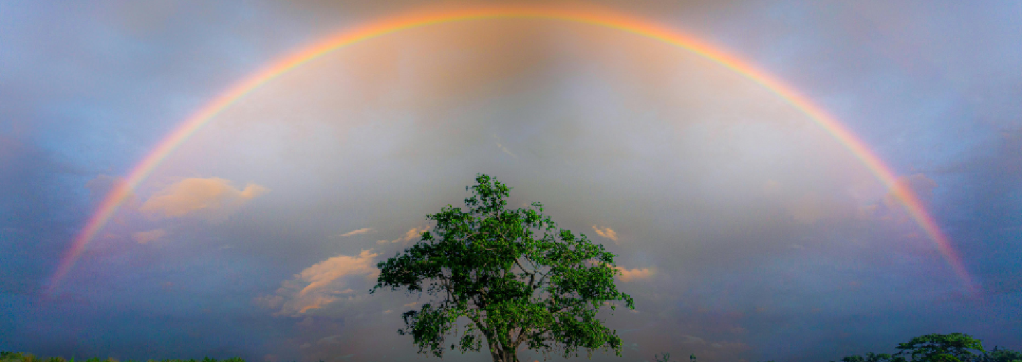 rainbow over a tree