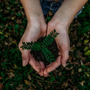 Picture of cupped hands holding dirt and a plant.