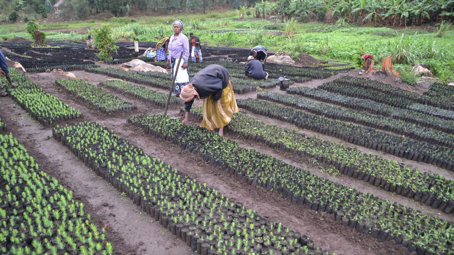 A Tanzanian tree nursery.
