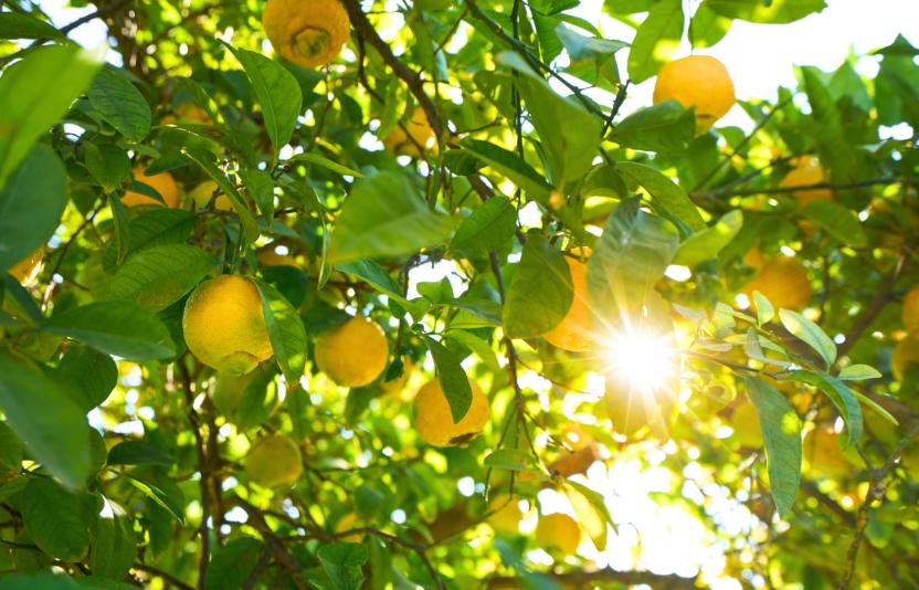 Lemon tree