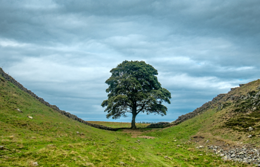 An oak tree between two hills