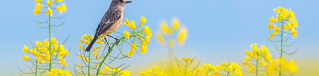 bird on a yellow flower