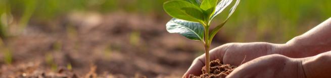hands hold a growing seed in the soil