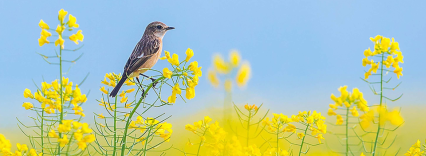 bird on a yellow flower