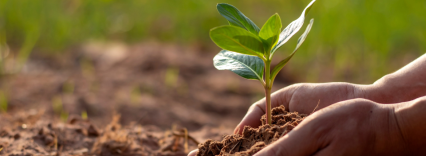 hands hold a growing seed in the soil