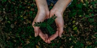 Picture of cupped hands holding dirt and a plant.