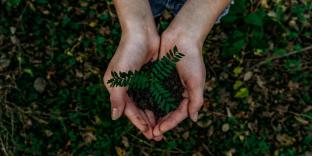 Picture of cupped hands holding dirt and a plant.