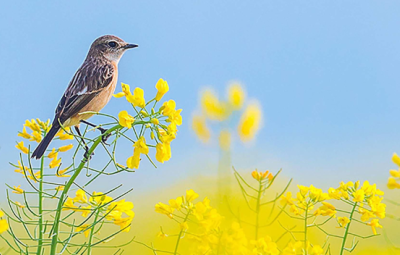 bird on a yellow flower