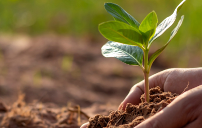 hands hold a growing seed in the soil