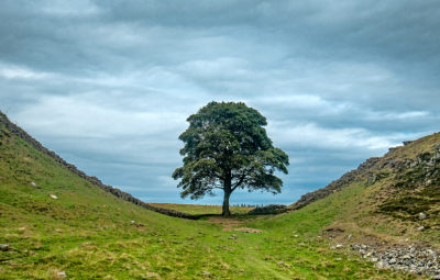 An oak tree between two hills