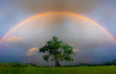 rainbow over a tree